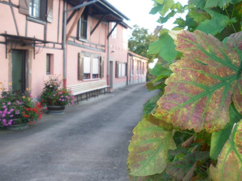 Gites & Camping On The Route Des Vins 贝尔盖姆 外观 照片